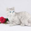Companion Series cat cremation urn shorthair striped gray tabby