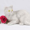 Companion Series cat cremation urn shorthair all gray