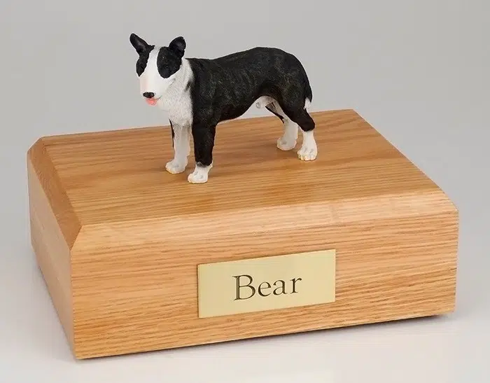 Bull Terrier brindle/white figurine cremation urn w/wood box