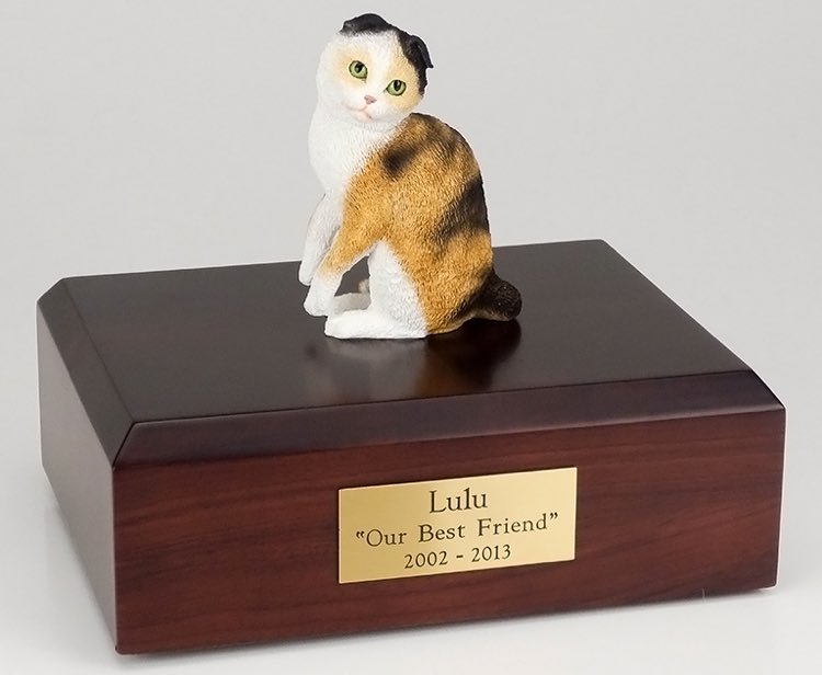 Scottish Fold cat cremation figurine urn w/wooden storage box