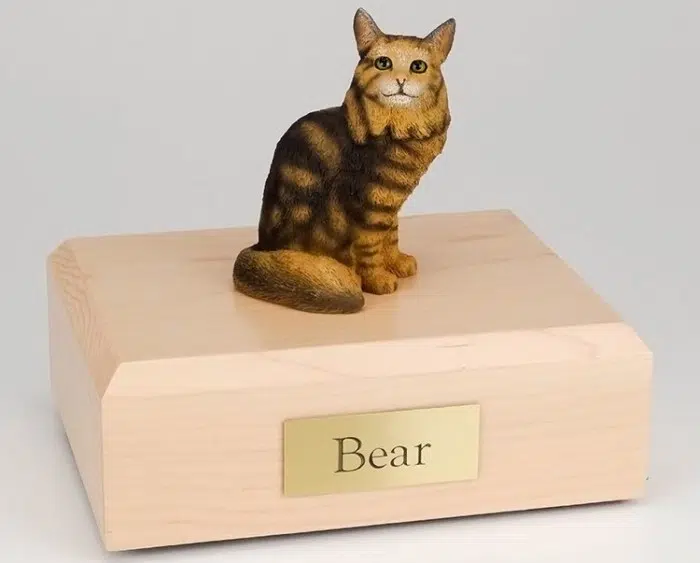 Brown Tabby Maine Coon cat figurine cremation urn w/wood box