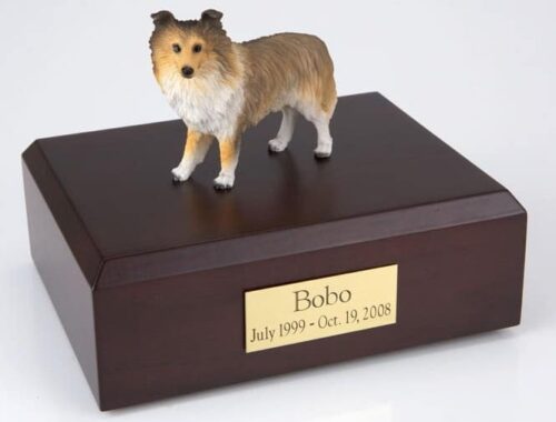Sheltie