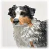 Blue Australian Shepherd figurine detail, DF99B