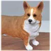 Pembroke Welsh Corgi dog figurine detail