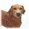 Chesapeake Bay Retriever dog figurine detail