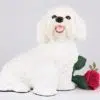 Bichon Frise pet dog cremation urn figurine