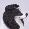 Border Collie pet dog cremation urn figurine, face