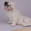 White Bulldog pet dog cremation urn figurine, with ruler