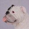 White Bulldog pet dog cremation urn figurine, face