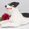 Jack Russell pet dog cremation urn figurine