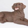 Chocolate Lab Labrador Retriever pet dog cremation urn figurine