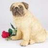 Pug pet dog cremation urn figurine