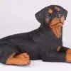 Rottweiler pet dog cremation urn figurine