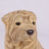 Shar Pei pet dog cremation urn figurine, face