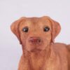 Vizsla pet dog cremation urn figurine, face