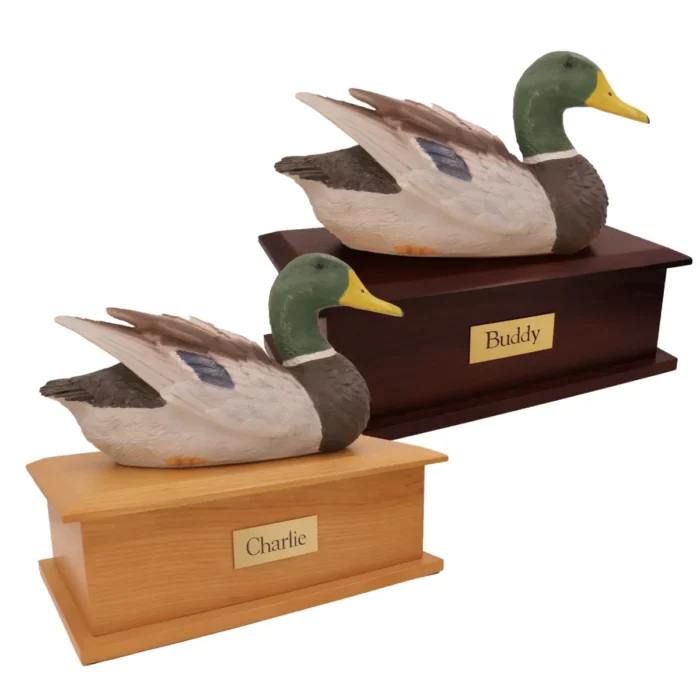 Male mallard duck decoy cremation urn on light & dark ash wood