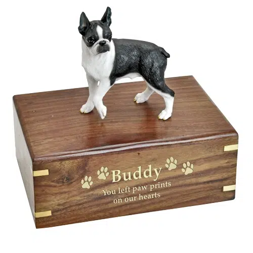 Black & white Boston Terrier dog figurine memorial cremation urn, medium with engraved wood, gold fill