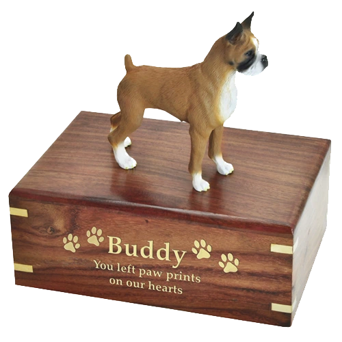 Boxer, brown & white, cropped ears dog figurine wood memorial cremation urn, engraved wood, gold fill