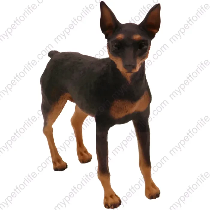 Black & Tan Miniature Pinscher dog figurine for memorial urn, front