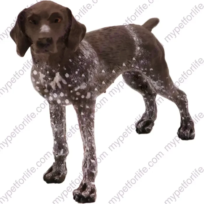 German Shorthaired Pointer, front, dog figurine for memorial urn