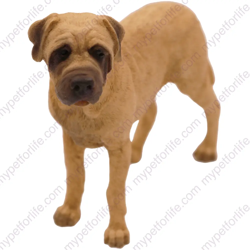 Standing Bull Mastiff dog figurine for memorial urn, front