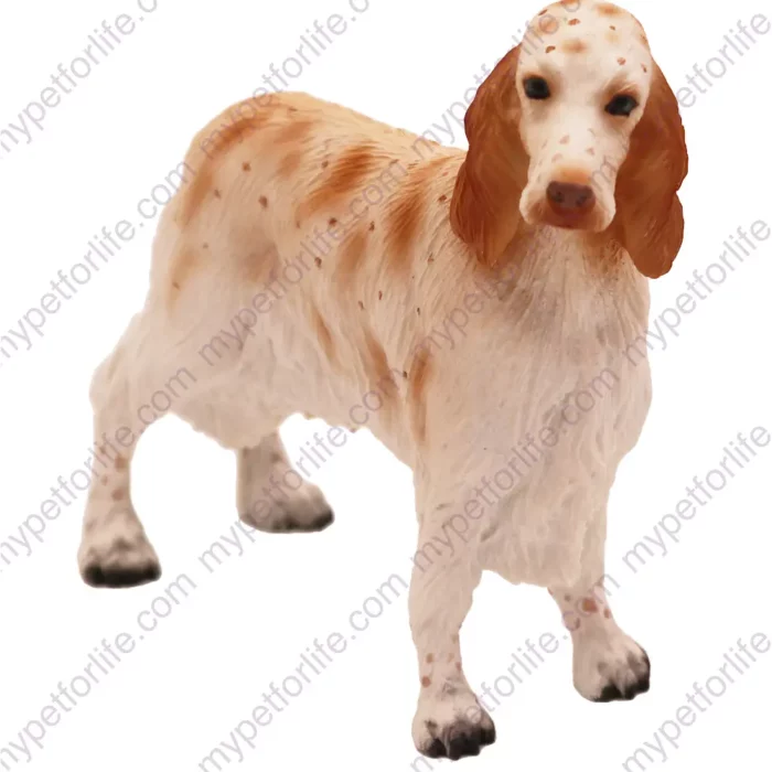 Orange Belton English Setter dog figurine for memorial urn, front