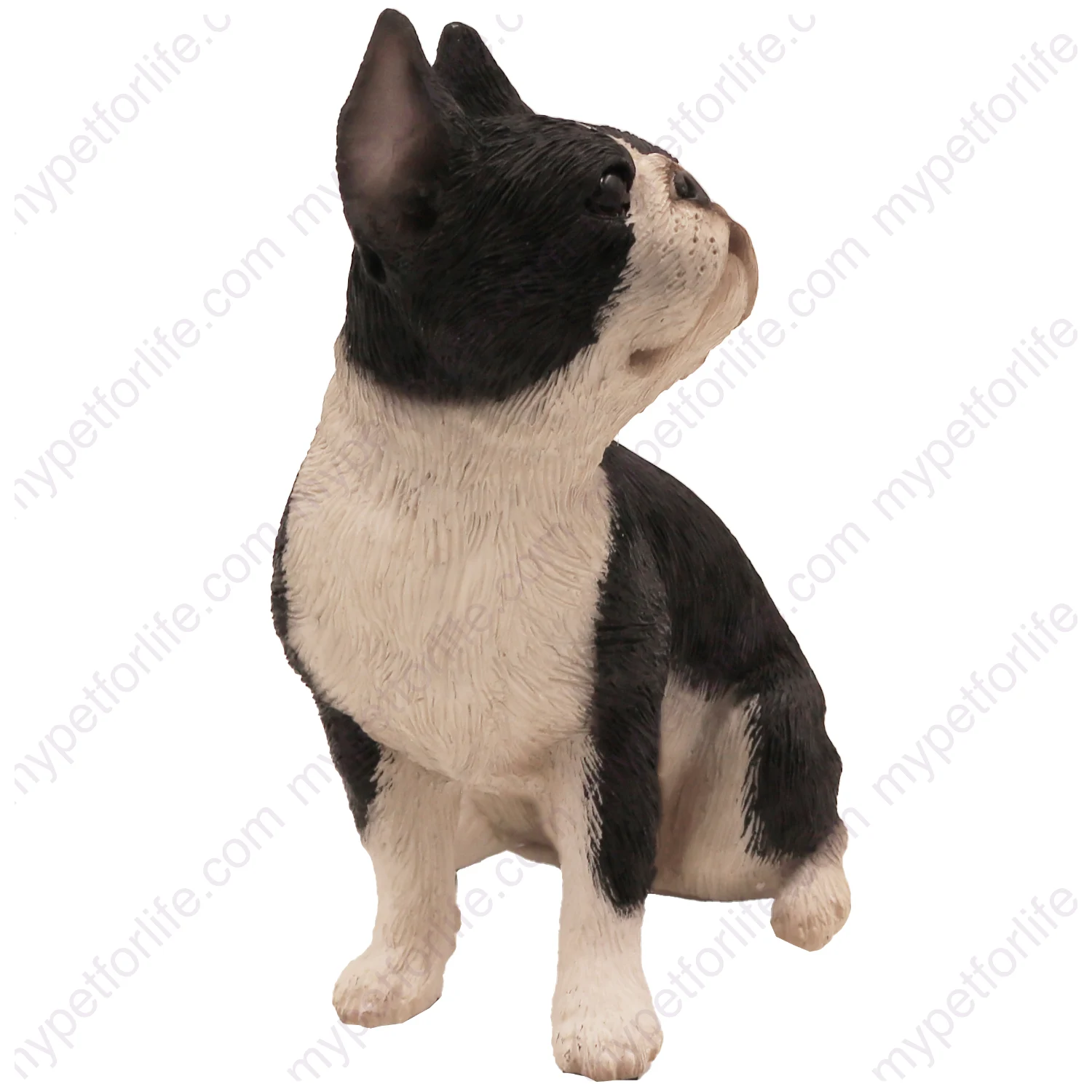 Sitting black and white boston terrier dog figurine